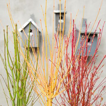 Acer palmatum 'Going Green'