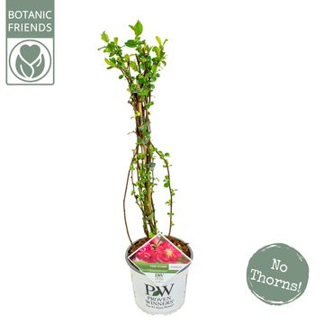 Chaenomeles speciosa 'Pink Storm'