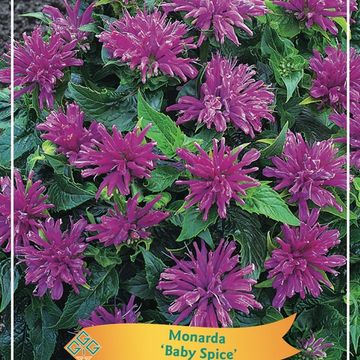 Monarda 'Baby Spice'