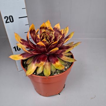 Sempervivum CHICK CHARMS GIANTS GOLD MINE