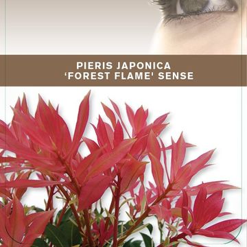 Pieris 'Forest Flame'