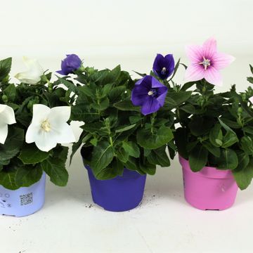 Platycodon grandiflorus MIX