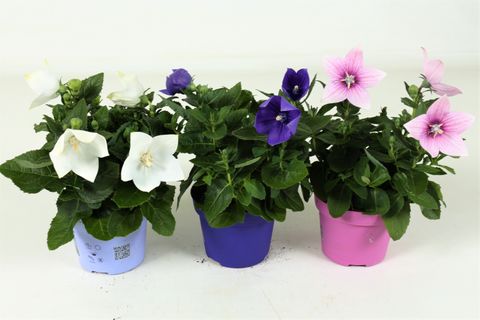 Platycodon grandiflorus MIX
