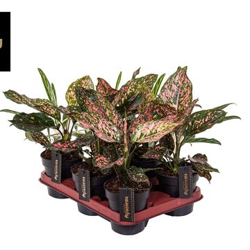 Aglaonema 'Pink Leopard'