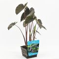 Colocasia 'Black Magic'