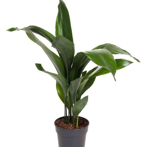 Aspidistra elatior — Plant Wholesale FlorAccess