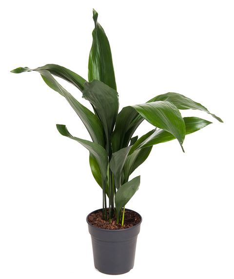 Aspidistra elatior