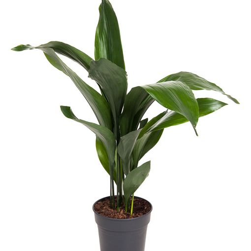 Aspidistra elatior