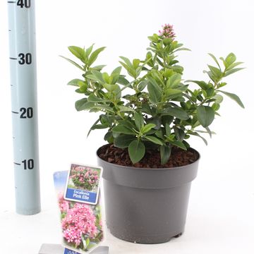 Escallonia laevis PINK ELLE