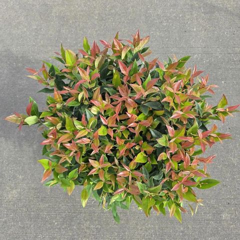 Leucothoe 'Zeblid'