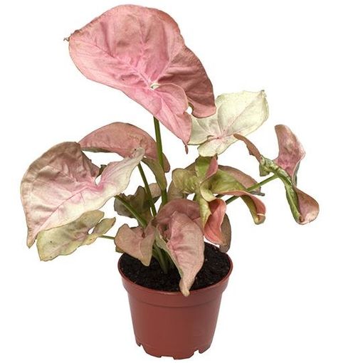 Syngonium podophyllum Neon (P6 cm H16 cm) – Plant Wholesale FlorAccess