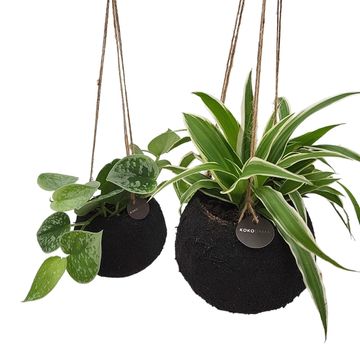Houseplants MIX