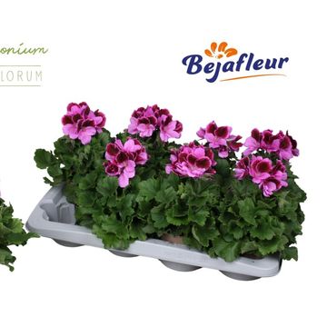 Pelargonium Grandiflorum "Elegance Judith'