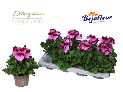 Pelargonium Grandiflorum "Elegance Judith'