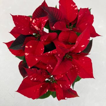 Euphorbia pulcherrima FANTASY STAR RED