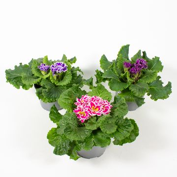 Primula 'Sirocco'