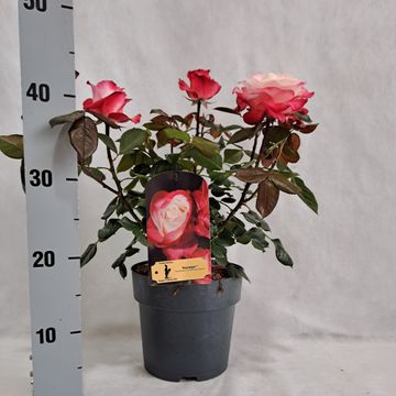 Rosa NOSTALGIE