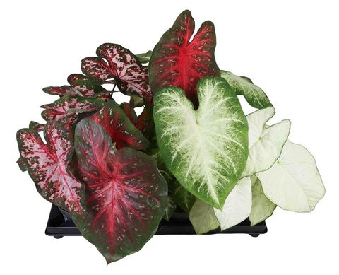 Caladium MIX