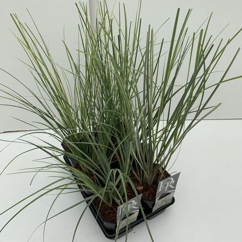 Cortaderia selloana MIX