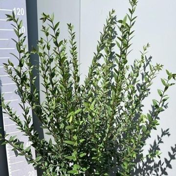 Ligustrum vulgare 'Atrovirens'