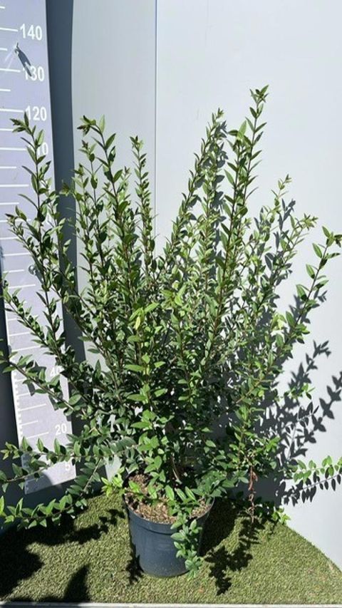 Ligustrum vulgare 'Atrovirens'