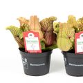 Sarracenia purpurea 'Montana'