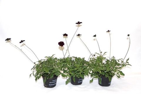 Cosmos atrosanguineus