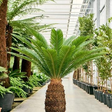 Cycas revoluta