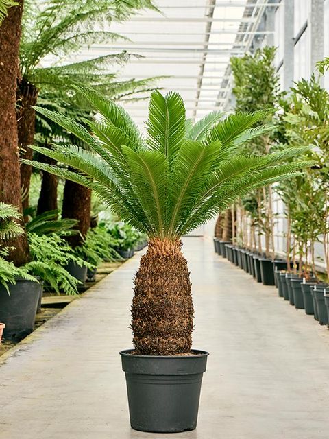 Cycas revoluta