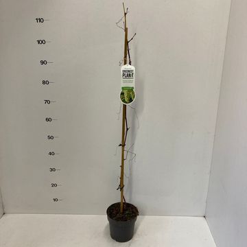 Vitis 'Vroege van der Laan'