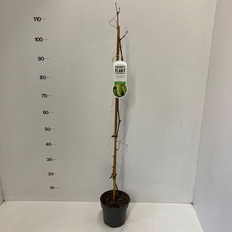 Vitis 'Vroege van der Laan'