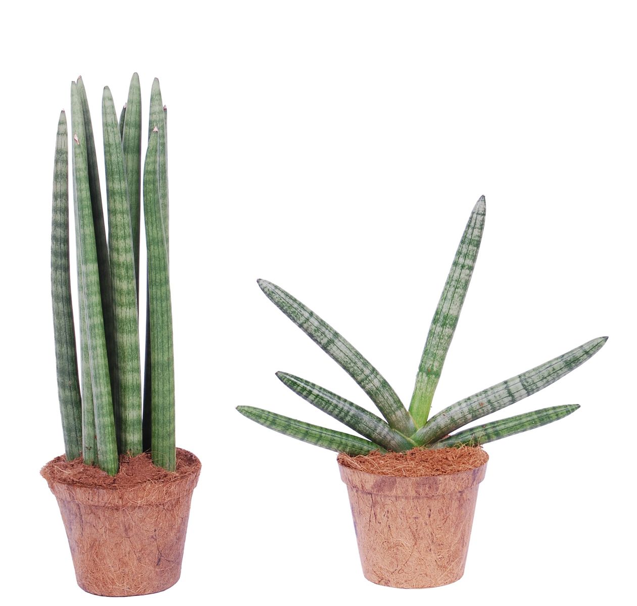 Sansevieria MIX — Plant Wholesale FlorAccess