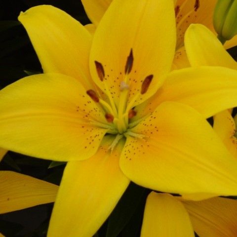 Lilium Asiatic hybrid