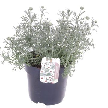 Rhodanthemum 'Casablanca'