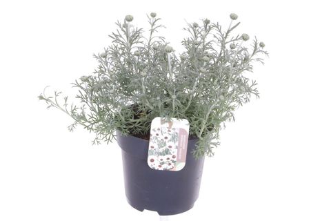 Rhodanthemum 'Casablanca'