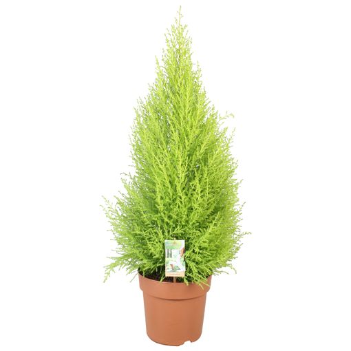 Cupressus macrocarpa 'ГолдКрест Вилма'