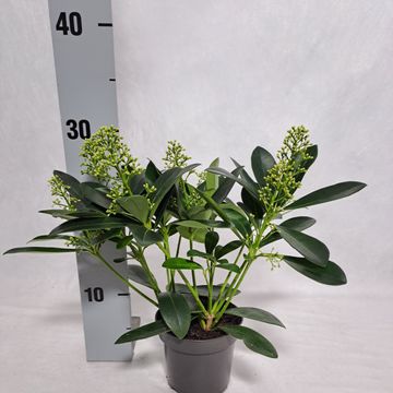 Skimmia japonica 'Finchy'