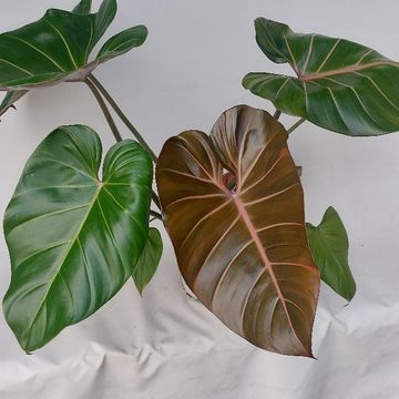 Philodendron 'Summer Glory'