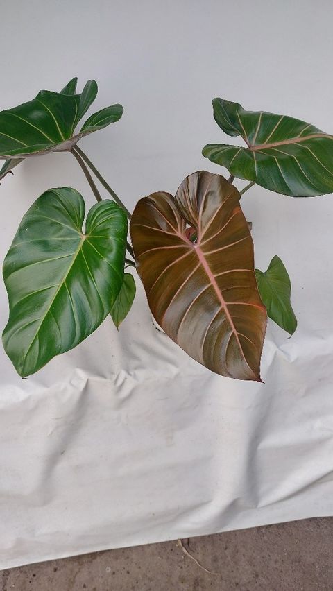 Philodendron 'Summer Glory'