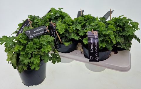 Heuchera 'Apple Crisp'