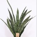 Sansevieria cylindrica 'Diamond Green'