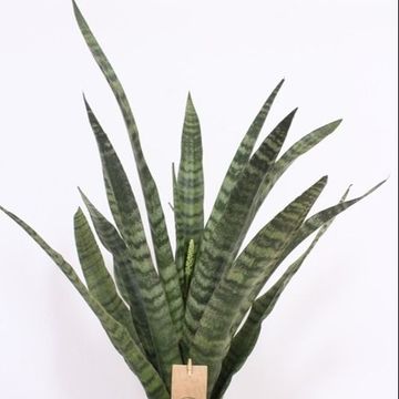 Sansevieria cylindrica 'Diamond Green'