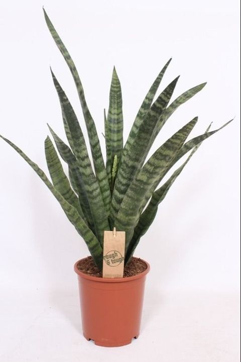 Sansevieria cylindrica 'Diamond Green'