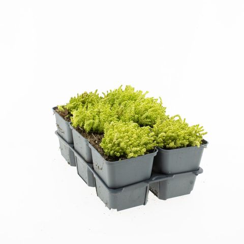 Sedum acre 'Yellow Queen'