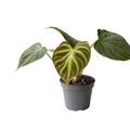 Philodendron verrucosum