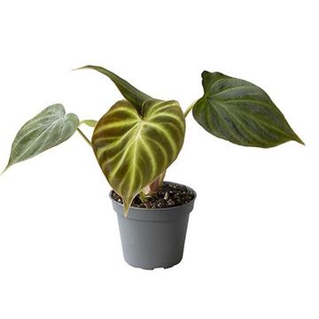 Philodendron verrucosum