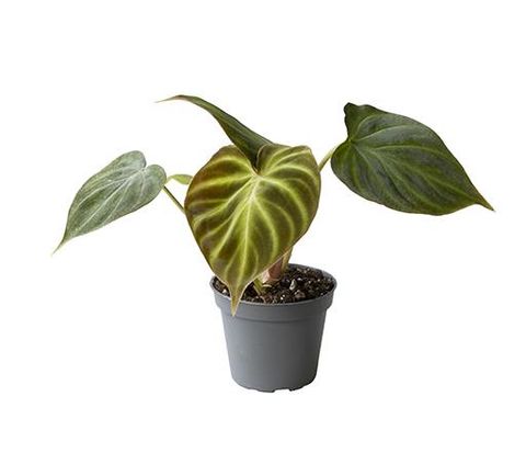 Philodendron verrucosum