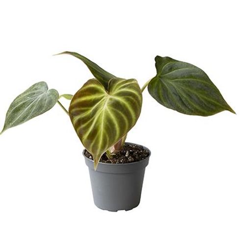 Philodendron verrucosum