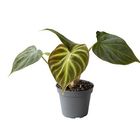 Philodendron verrucosum