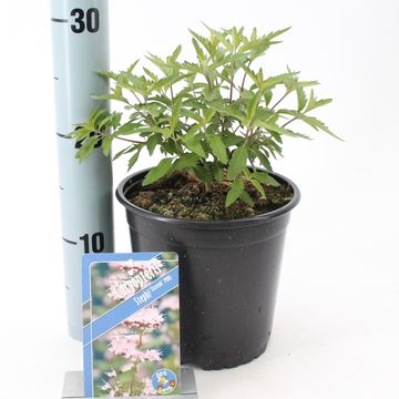 Caryopteris x clandonensis STEPHI